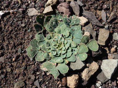 Oxalis melanosticta, photographed by James Deacon