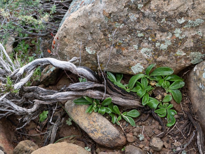 Tylecodon faucium, photographed by James Deacon