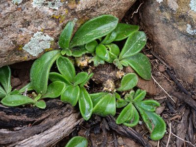 Tylecodon faucium, photographed by James Deacon