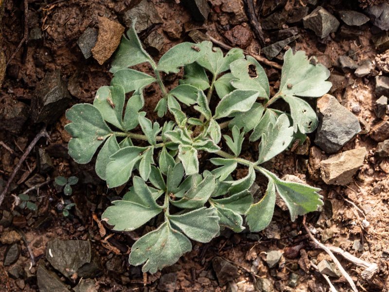 Pelargonium luteopetalum, photographed by James Deacon