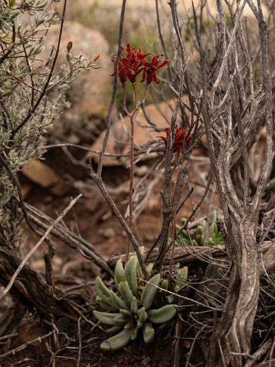 Adromischus phillipsiae, photographed by James Deacon