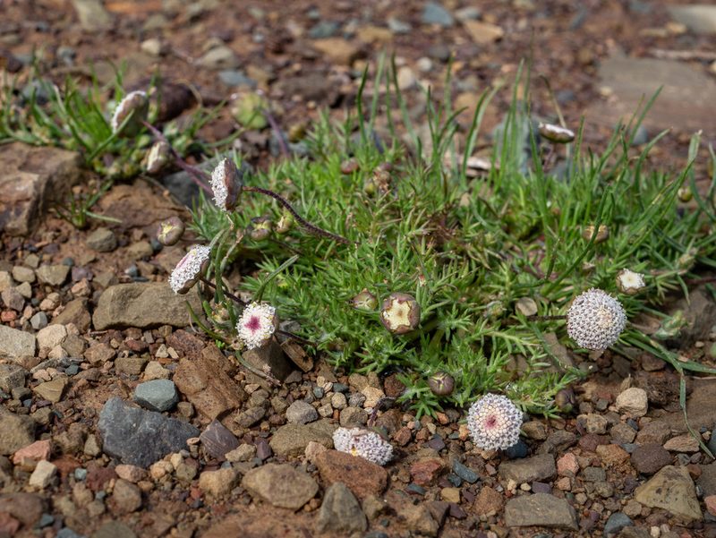 Cotula nudicaulis, photographed by James Deacon