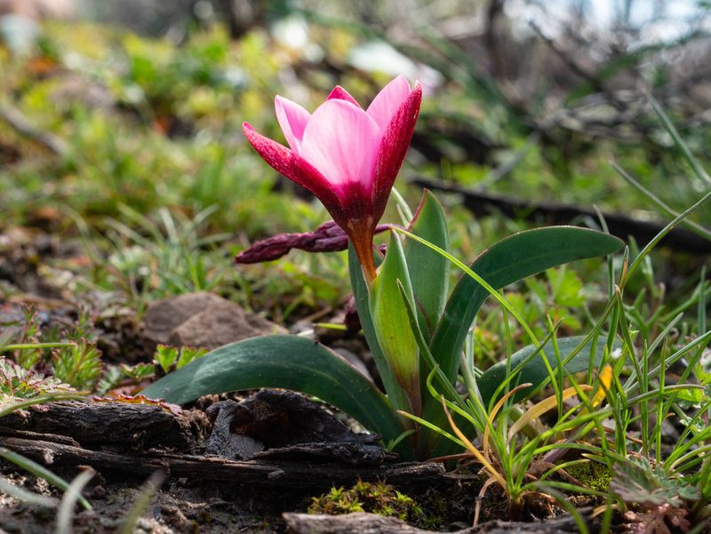 Hesperantha humilis, photographed by James Deacon