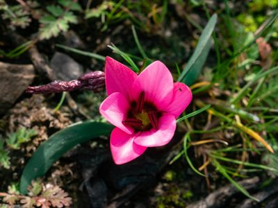 Hesperantha humilis, photographed by James Deacon