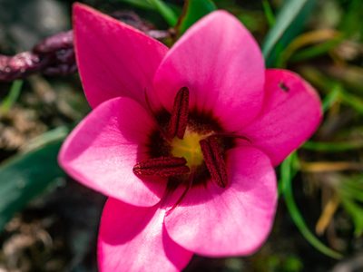 Hesperantha humilis, photographed by James Deacon