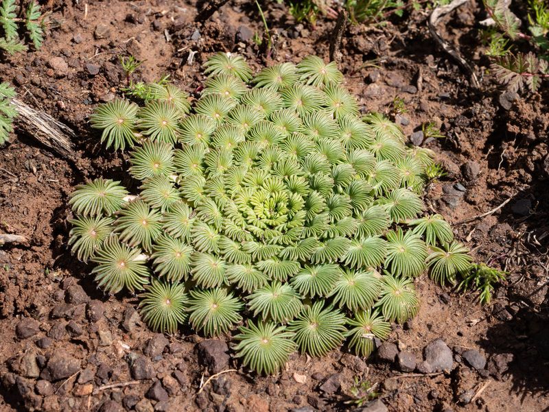 Oxalis palmifrons, photographed by James Deacon
