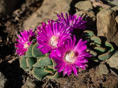 Aloinopsis spathulata, photographed by James Deacon