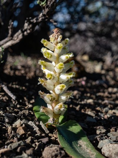 Lachenalia congesta, photographed by James Deacon