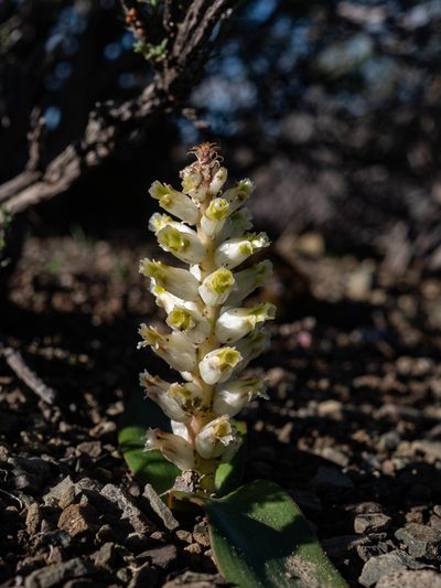 Lachenalia congesta, photographed by James Deacon