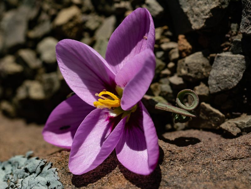 Geissorhiza spiralis, photographed by James Deacon