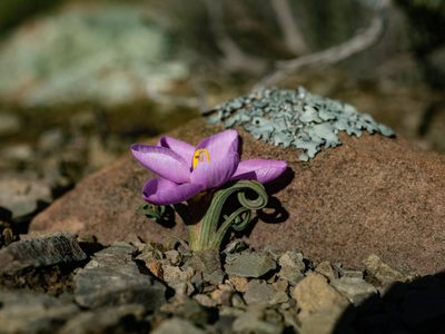 Geissorhiza spiralis, photographed by James Deacon