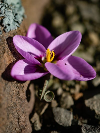 Geissorhiza spiralis, photographed by James Deacon