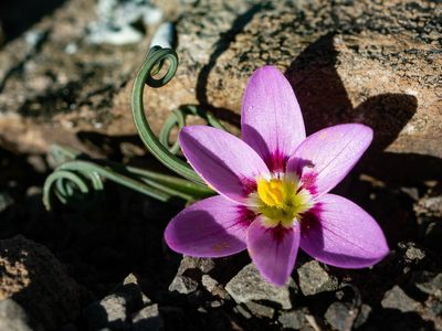 Geissorhiza spiralis, photographed by James Deacon