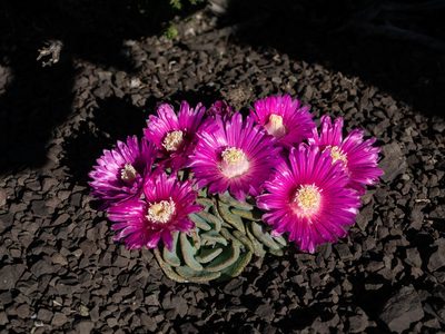 Aloinopsis spathulata, photographed by James Deacon