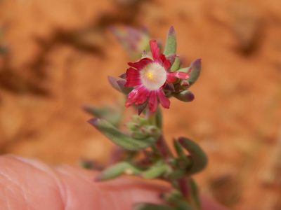 Delosperma testaceum, photographed by melda