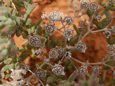 Delosperma testaceum, photographed by melda