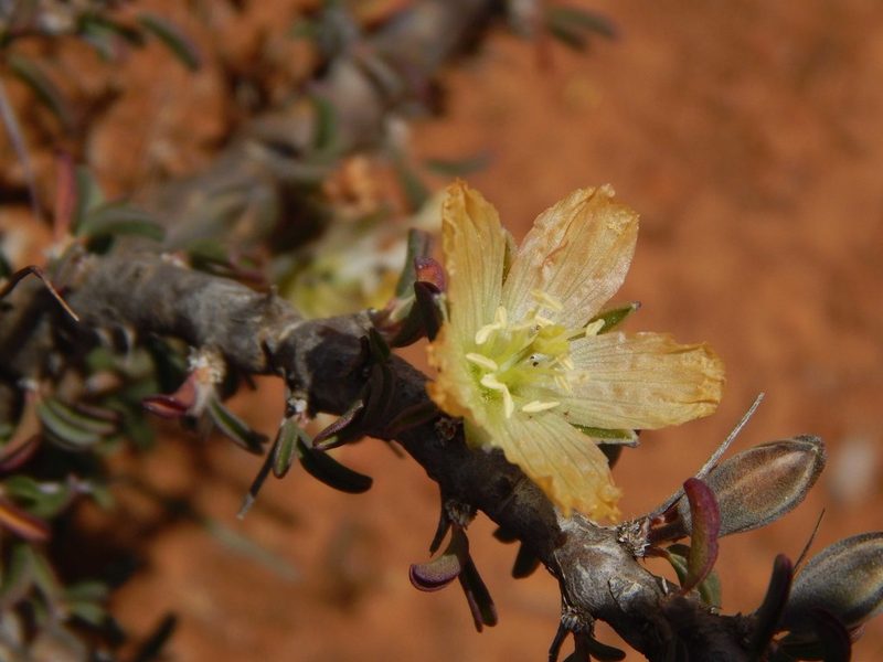 Sarcocaulon salmoniflorum, photographed by melda