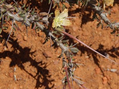 Sarcocaulon salmoniflorum, photographed by melda
