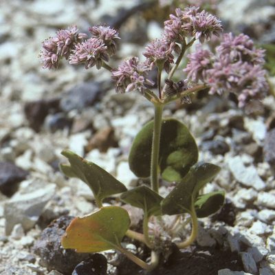Eriogonum lemmonii, photographed by Jim Morefield