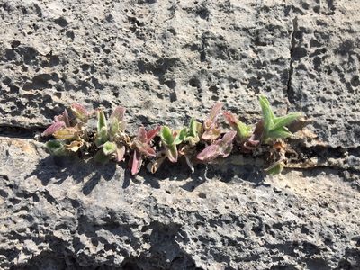 Tradescantia sillamontana, photographed by Karla M. Benítez