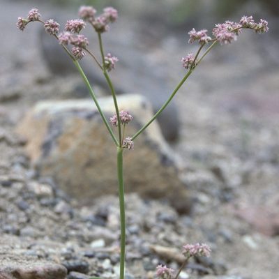 Eriogonum lemmonii, photographed by Jim Morefield