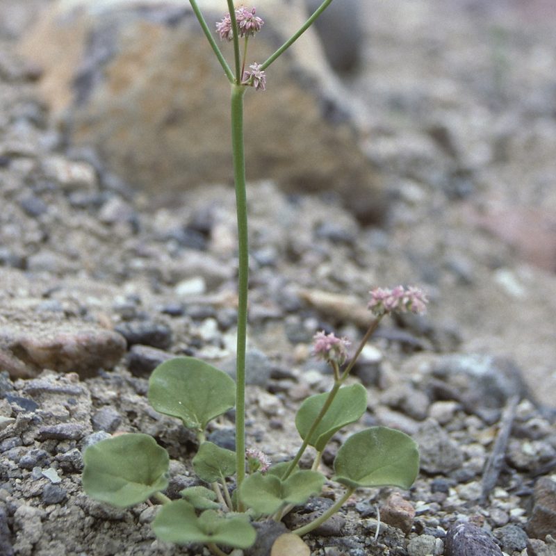 Eriogonum lemmonii, photographed by Jim Morefield