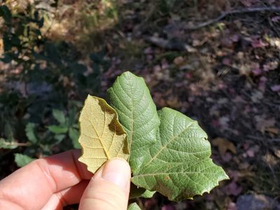 Quercus rugosa, photographed by Tom Field