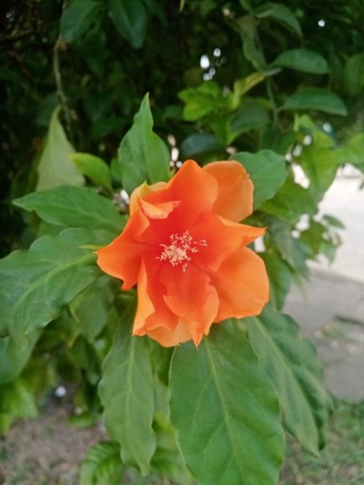Leuenbergeria bleo, photographed by Mateo Puerta
