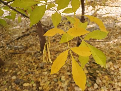 Fraxinus velutina, photographed by Tom Field