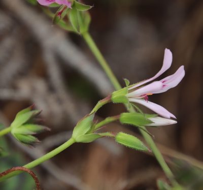 Pelargonium tabulare, photographed by Tony Rebelo