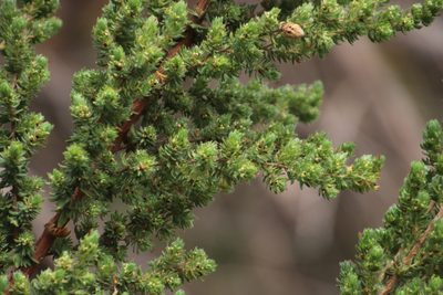 Cliffortia polygonifolia, photographed by Tony Rebelo
