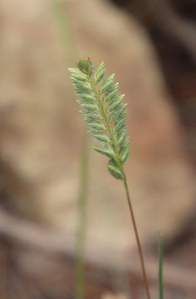 Tribolium brachystachyum, photographed by Tony Rebelo