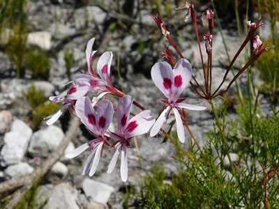 Pelargonium artemisiifolium, photographed by Klaus Wehrlin