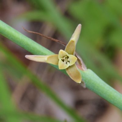Dipcadi marlothii, photographed by Sunčana Bradley