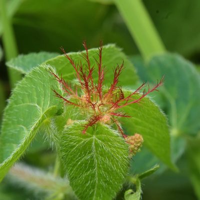 Acalypha petiolaris, photographed by Sunčana Bradley