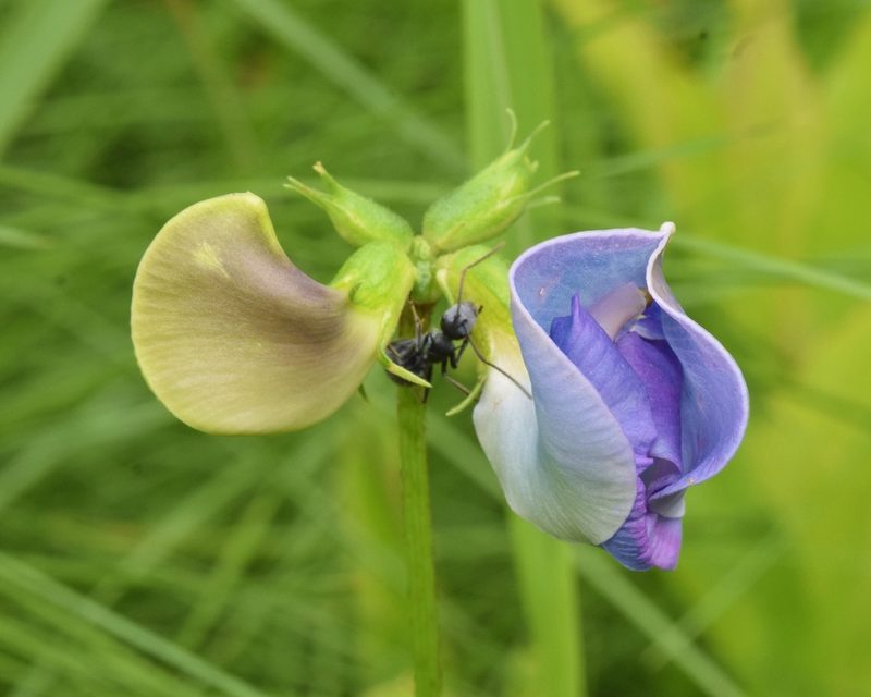 Vigna unguiculata, photographed by Sunčana Bradley