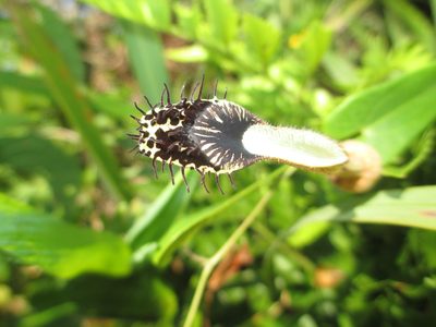 Aristolochia robertii, photographed by Tsssss