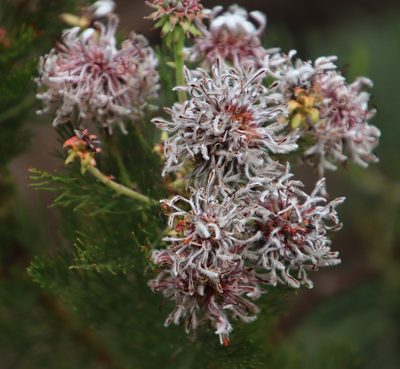 Serruria acrocarpa, photographed by Tony Rebelo
