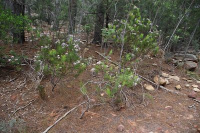 Serruria acrocarpa, photographed by Tony Rebelo