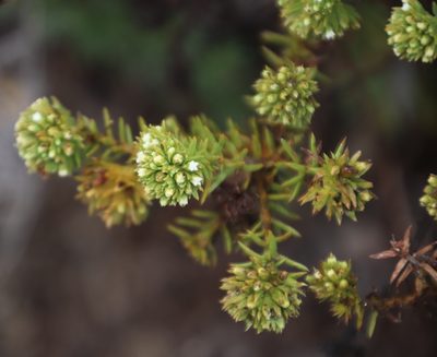 Thesium scabrum, photographed by Tony Rebelo