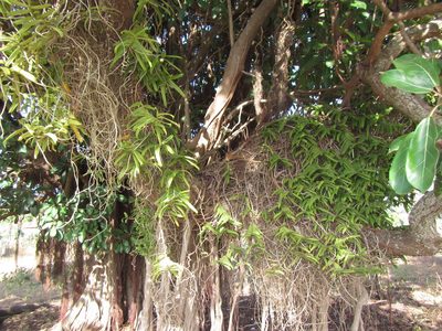 Calyptrochilum christyanum