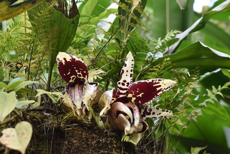 Stanhopea tigrina, photographed by J Alejandro González Castillo