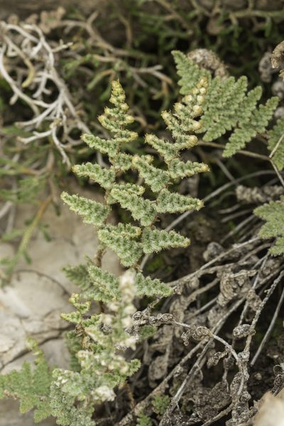 Myriopteris windhamii, photographed by Craig Martin