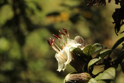 Barnadesia spinosa, photographed by Andrés Ramírez-Barrera