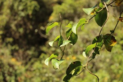 Muehlenbeckia tamnifolia, photographed by Andrés Ramírez-Barrera