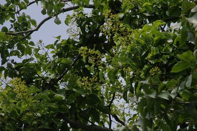 Cissus alata, photographed by Eric Knight