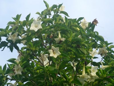 Hintonia latiflora, photographed by Francisco Farriols Sarabia