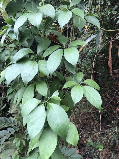 Neoalsomitra clavigera, photographed by 黃美滿