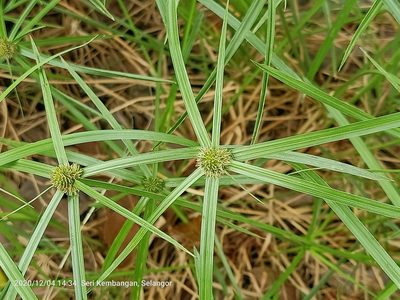 Cyperus aromaticus, photographed by Ong Jyh Seng
