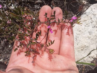 Indigofera mundiana, photographed by Brian du Preez